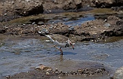 Three-banded plover (charadrius tricollaris),  Serengeti
